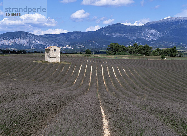 Lavendel-Felder  Plateau de Valesole  Alpes de Haute Provence  Provence  Frankreich  Europa