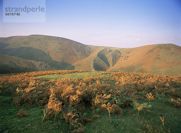 Ein Herbstabend  The Long Mynd  Shropshire  England  Vereinigtes Königreich  Europa