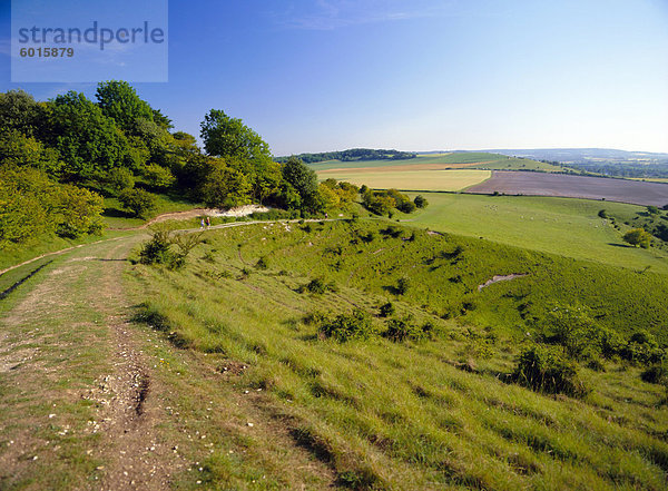 Ridgeway Pfad zwischen Schritte Hill und Pitstone Hill  Chilterns  Buckinghamshire  England  UK  Europa