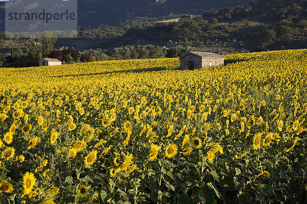 Sonnenblumen  Provence  Frankreich  Europa