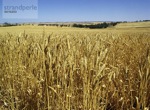 Weite Felder der Reife Weizen  in der Nähe von Northam  West Australien  Australien  Pazifik