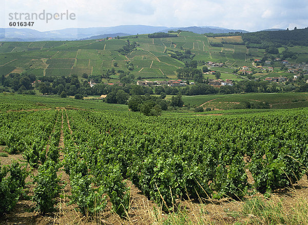 Beaujolais Weinberge  Julienas  Burgund  Rhône-Tal  Frankreich  Europa