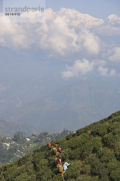 Frauen Tee-PflückerInnen in Singtom Teegarten  mit Schnee und Nebel Kandchengzonga Gipfel im Hintergrund  Darjeeling  Westbengal Zustand  Himalaya  Indien  Asien
