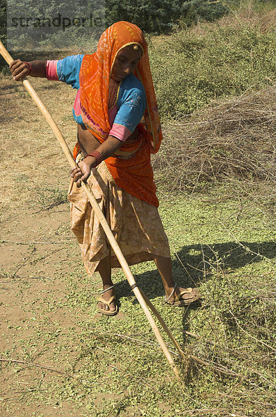 Ältere Frau in einem bunten Sari Rechen über Henna Ernte  Dorf von Borunda  Bundesstaat Rajasthan  Indien  Asien