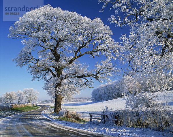 Matt Baum am Straßenrand und ländlichen Winterszene  Lincolnshire  England  Vereinigtes Königreich  Europa