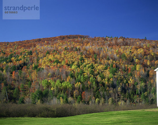 Woodland in Herbst Farben  Vermont  New England  Vereinigte Staaten von Amerika  Nordamerika