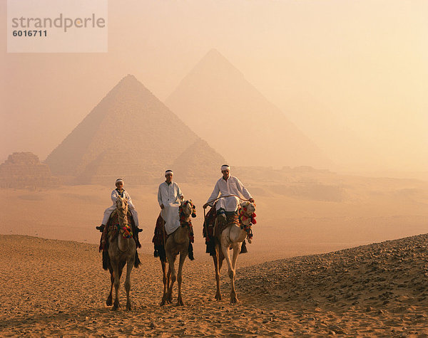 Kamel Starterfeld der Pyramiden von Gizeh  UNESCO Weltkulturerbe  Gizeh  Kairo  Ägypten  Nordafrika  Afrika