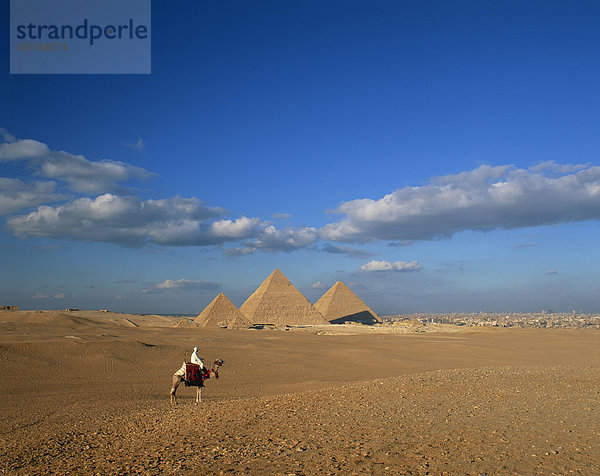 Kamel Fahrer auf die Pyramiden von Gizeh  Giza  UNESCO Weltkulturerbe  Kairo  Ägypten  Nordafrika  Afrika