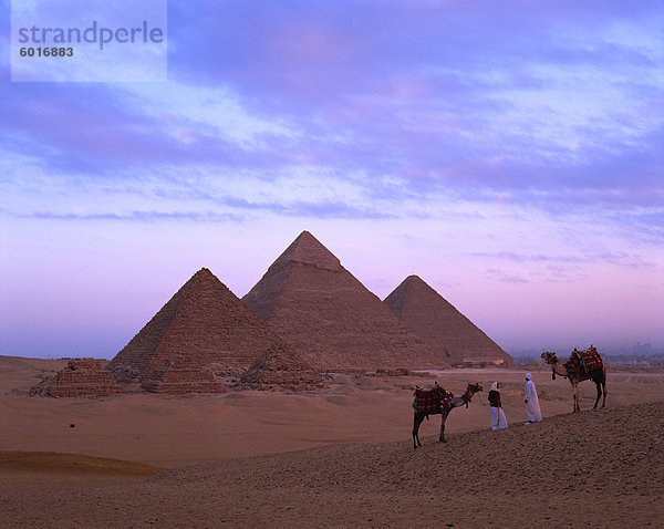 Kamel Starterfeld der Pyramiden von Gizeh  Giza  UNESCO Weltkulturerbe  Kairo  Ägypten  Nordafrika  Afrika