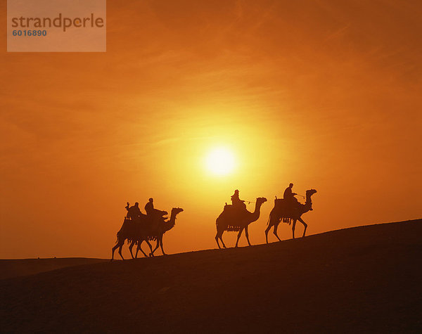 Fahrer silhouetted auf Kamelen bei Sonnenuntergang  Gizeh  Kairo  Ägypten  Nordafrika  Afrika