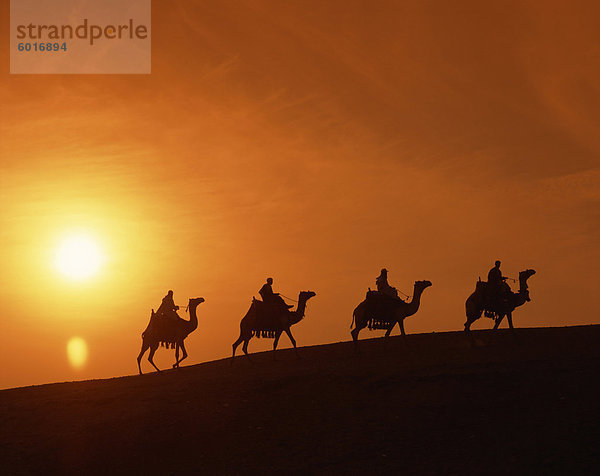 Fahrer silhouetted auf Kamelen bei Sonnenuntergang  Gizeh  Kairo  Ägypten  Nordafrika  Afrika