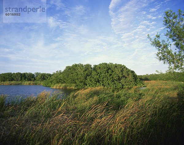 Schilf und Wasserstraße  Everglades National Park  Florida  Vereinigte Staaten von Amerika  Nordamerika