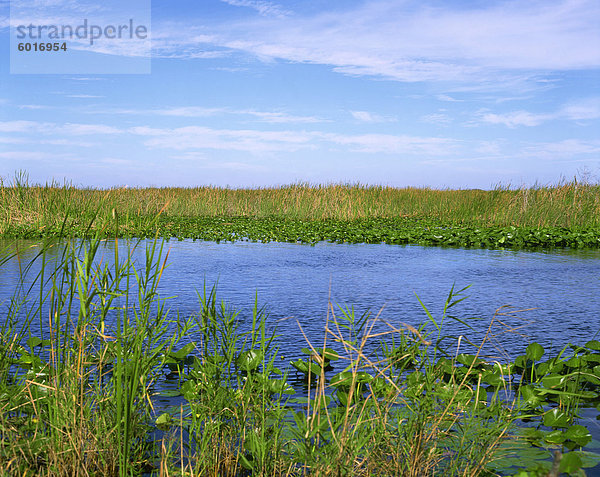Lilien  Schilf und Wasserstraße  Everglades National Park  Florida  Vereinigte Staaten von Amerika  Nordamerika