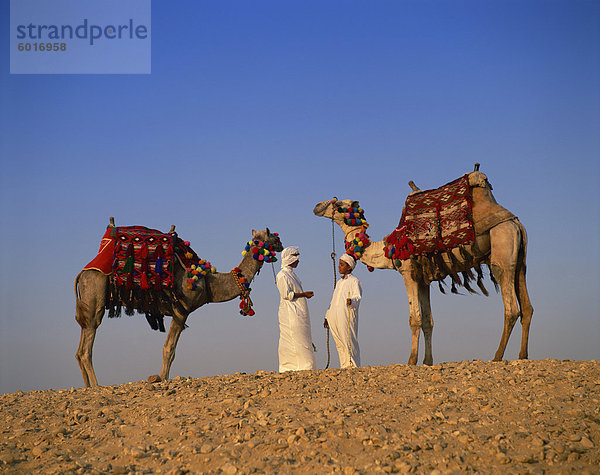 Zwei Führer mit Kamelen  Gizeh  Kairo  Ägypten  Nordafrika  Afrika