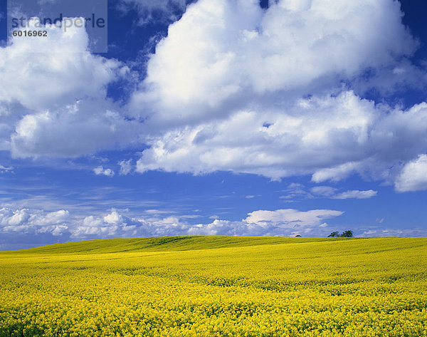 Vergewaltigung-Feld und blauer Himmel mit weißen Wolken