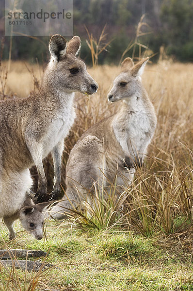 Pazifischer Ozean Pazifik Stiller Ozean Großer Ozean Australien New South Wales