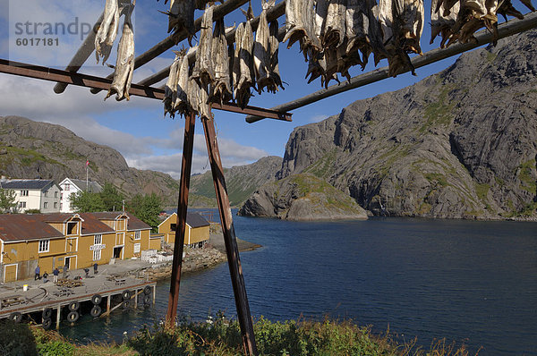 Kabeljau trocknen  Nusfjord  Flakstadoya  Lofoten Inseln  Norwegen  Skandinavien  Europa