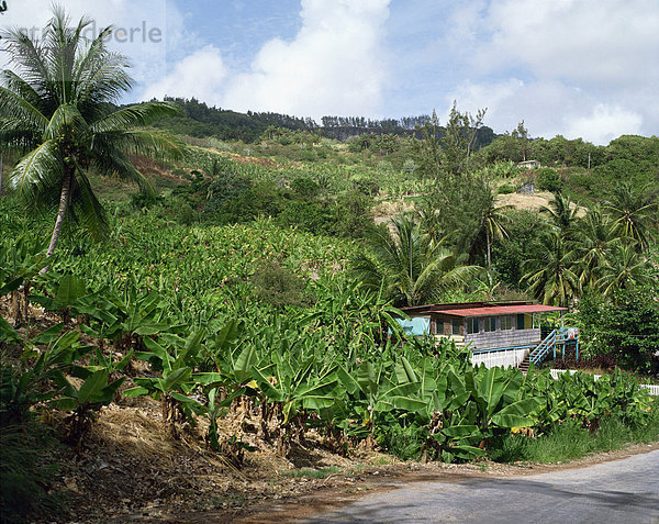 Bananen  Barbados  Antillen  Karibik  Mittelamerika