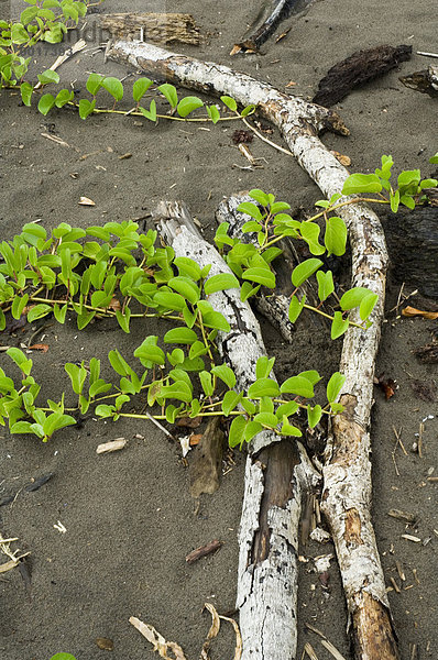 Ecke Ecken Botanik Strand Wald Regen Mittelamerika Costa Rica
