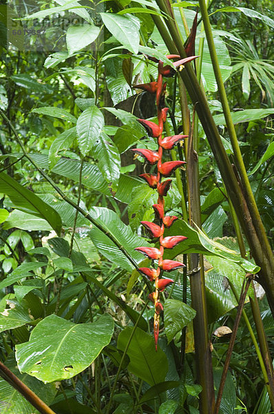 Bewuchs in den Regenwald  Nationalpark Tortuguero  Costa Rica  Mittelamerika