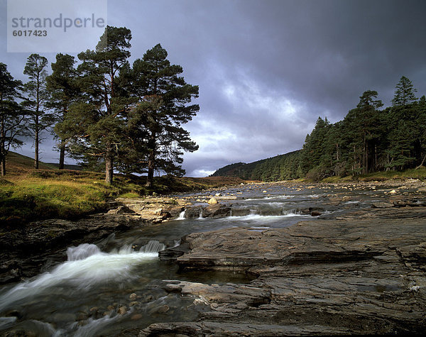 Schottische Pinien und oberen Dee-Tal in der Nähe von Inverey  Aberdeenshire  Hochlandregion  Schottland  Vereinigtes Königreich  Europa