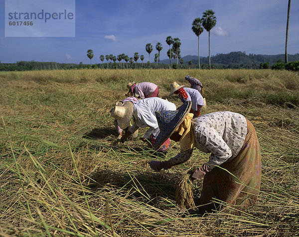 Frauen ernten Reis in einem Feld in Thailand  Südostasien  Asien