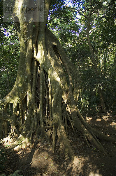 Monteverde Nebelwald Reservat Monteverde  Costa Rica  Mittelamerika