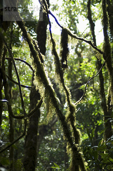 Monteverde Nebelwald Reservat Monteverde  Costa Rica  Mittelamerika