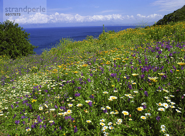 Naturschutzgebiet Europa Blume ungestüm Italien Sizilien