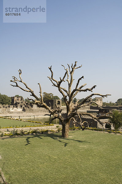 Baum in die königliche Enklave  Mandu  Madhya Pradesh Zustand  Indien  Asien