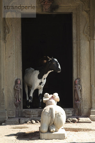 Hindu-Schrein mit Ziege auf die Ghats unten Ahilya Fort  Maheshwar  Madhya Pradesh Zustand  Indien  Asien