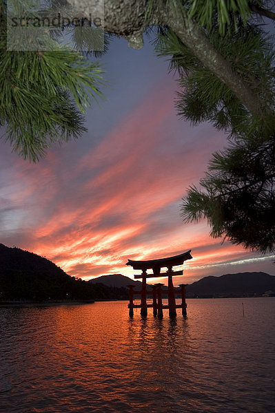 Torii Schreintor im Meer  UNESCO Welterbe  Miyajima Insel  Hiroshima-Präfektur  Honshu  Japan  Asien