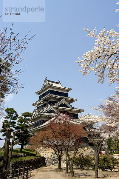 Kirschblüten  Burg Matsumoto  Matsumoto Nagano-Präfektur  der Insel Honshu  Japan  Asien