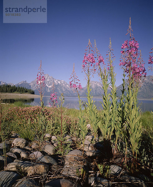 Wilde Blumen  Jackson Lake  Grand-Teton-Nationalpark  Wyoming  Vereinigte Staaten von Amerika (USA)  Nordamerika