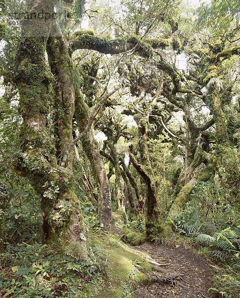 Goblin-Wald  Kamahibaum Wald  Dawson fällt weg  Mount Egmont-Nationalpark  Taranaki  Nordinsel  Neuseeland  Pazifik