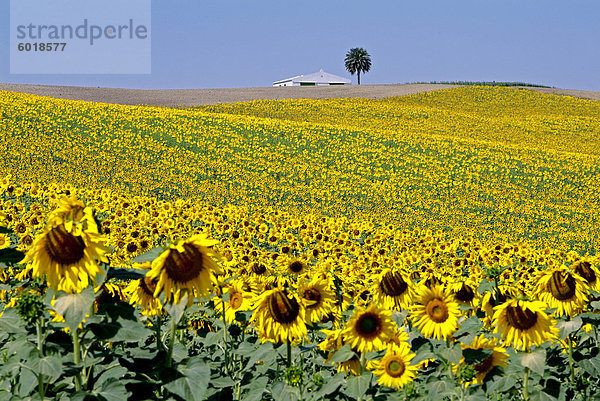 Sonnenblumenfeld in der Nähe von Cordoba  Andalusien  Spanien  Europa