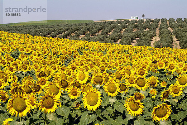 Sonnenblumenfeld in der Nähe von Cordoba  Andalusien  Spanien  Europa