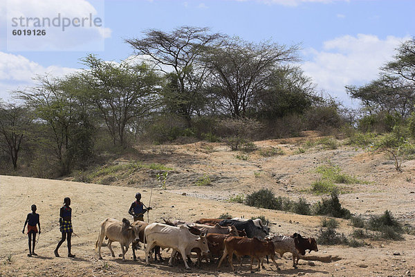 Hamer Männer mit Vieh  Turmi  unteren Omo-Tal  Äthiopien  Afrika