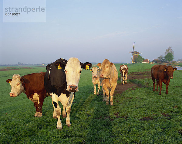Kühe auf ein Polder in den frühen Morgenstunden  mit einer Windmühle im Hintergrund  in Holland  Europa