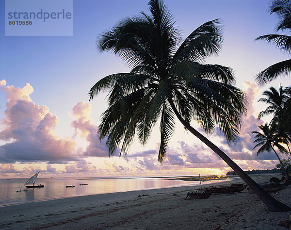 Palm Baum am tropischen Strand  mit Boote vor der Küste im Morgengrauen  in Tansania  Ostafrika  Afrika