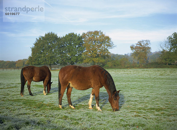 Zwei Pferde in einem frostigen Morgen im Herbst  Sandhurst  Berkshire  England  Vereinigtes Königreich  Europa