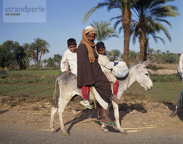 Porträt eines Mannes und zwei jungen Reiten einen Esel  Ägypten  Nordafrika  Afrika