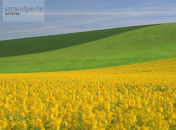 Gemusterte grünen und gelben Agrarlandschaft im Frühjahr mit Saatgut Vergewaltigung Ölfeld in Blumen in der Nähe von Marcilly le Hayer  Aube  Frankreich  Europa