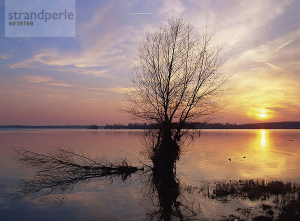 Ruhige Szene von Kahler Baum silhouetted gegen Winter Sonnenuntergang auf dem Lac du Der-Chantecoq in der Champagne-Ardennes  Frankreich  Europa