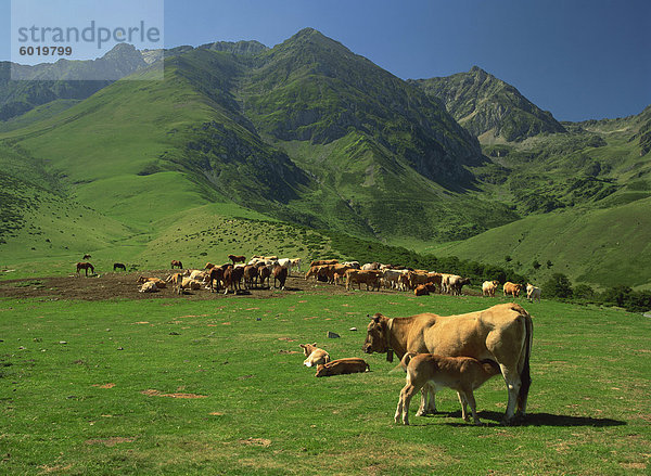 Rinder unter Berghänge nahe Arreau in den Pyrenäen  Midi-Pyrenees  Frankreich  Europa