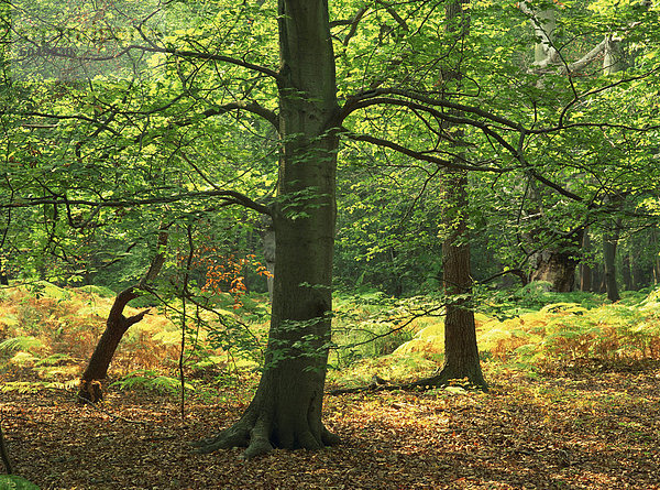 Bäume im Wald im Wald von Dean  Gloucestershire  England  Vereinigtes Königreich  Europa