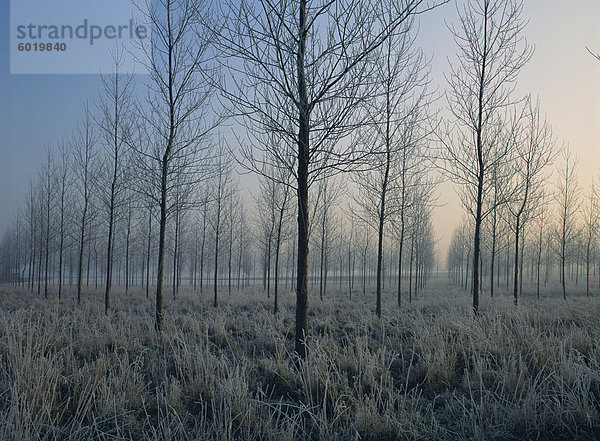 Landschaft Bäume in einer Plantage bei Dämmerung oder Dämmerung  in Frost im Winter  in der Nähe von Montreuil  Nord Pas De Calais  Frankreich  Europa