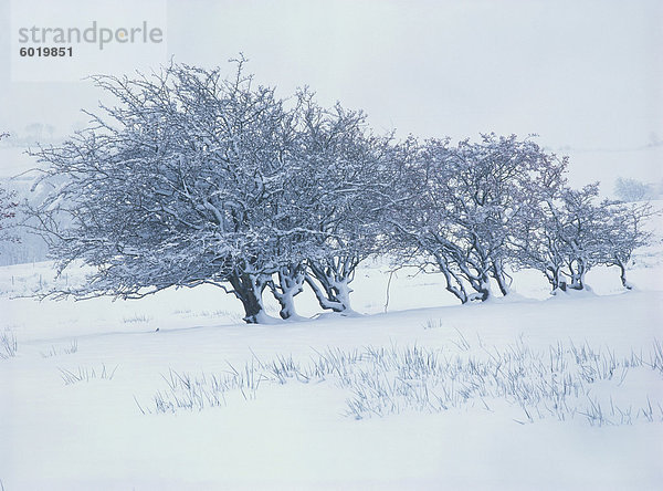 Bäume im Schnee im Winter in Cumbria  England  Vereinigtes Königreich  Europa abgedeckt