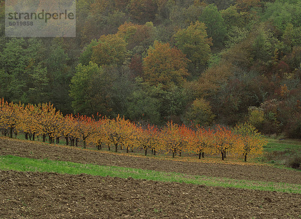 Landwirtschaftliche Landschaft von Wiesen und Bäumen im Herbst in der Nähe von Irancy in Burgund  Frankreich  Europa
