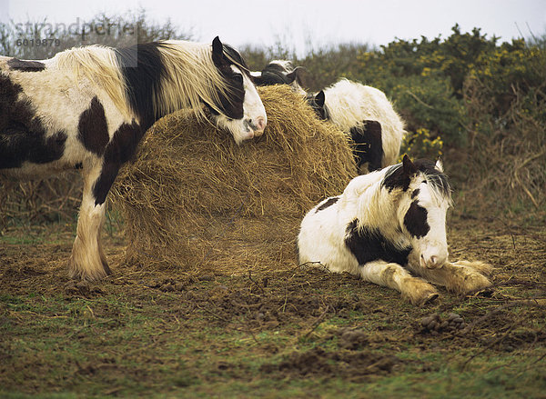 Gescheckte Welsh Ponys um einen Ballen Heu  Lydstep Point  Pembrokeshire  Wales  Vereinigtes Königreich  Europa